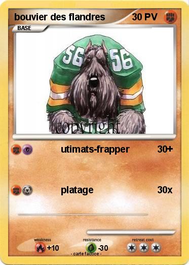 Pokemon bouvier des flandres