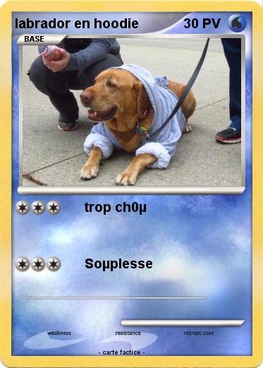 Pokemon labrador en hoodie