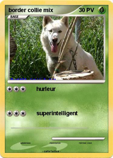 Pokemon border collie mix