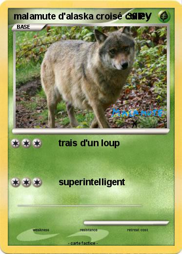 Pokemon malamute d'alaska croisé colley
