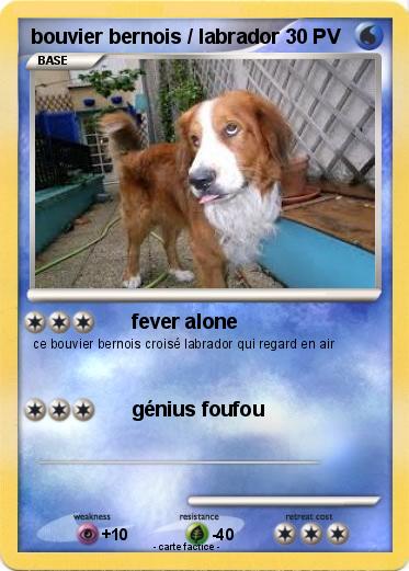 Pokemon bouvier bernois / labrador