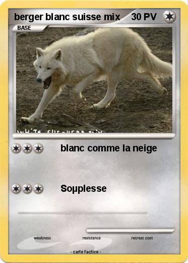 Pokemon berger blanc suisse mix