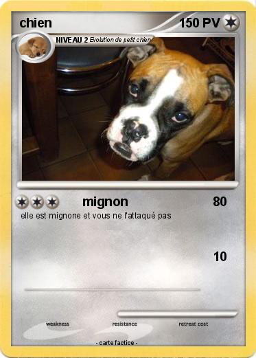 Pokemon chien