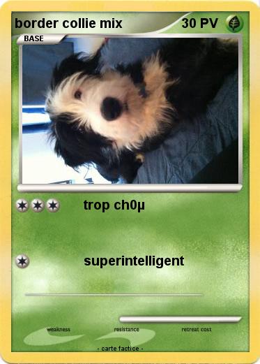 Pokemon border collie mix