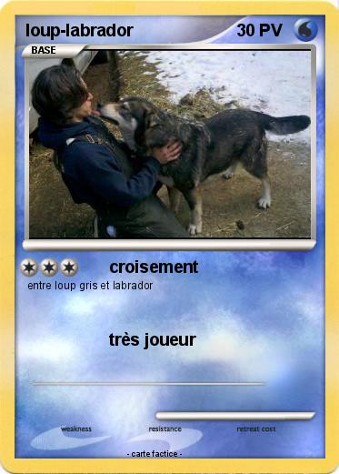 Pokemon loup-labrador