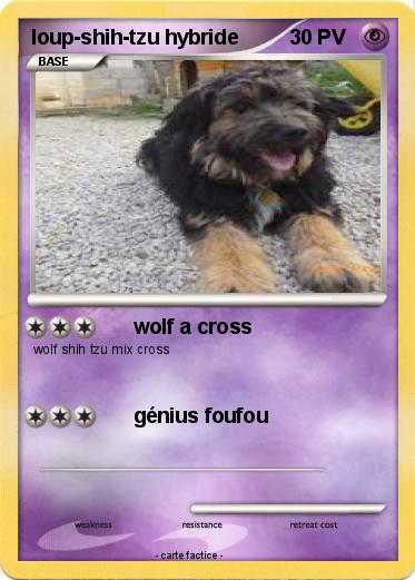 Pokemon loup-shih-tzu hybride