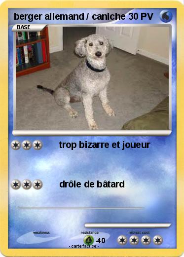 Pokemon berger allemand / caniche