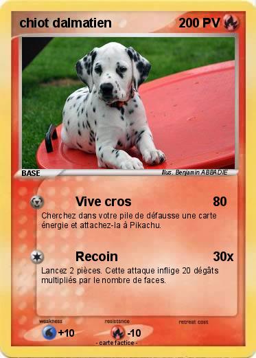 Pokemon chiot dalmatien