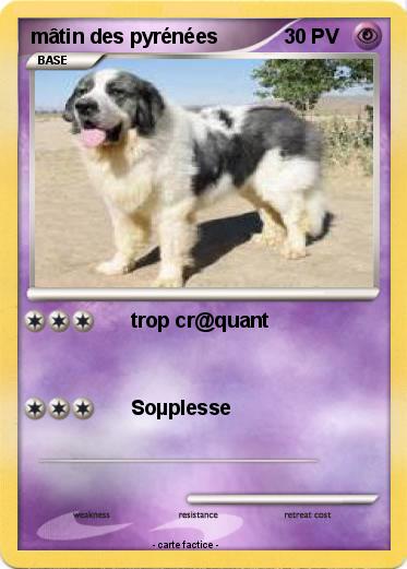 Pokemon mâtin des pyrénées