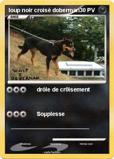 Pokemon loup noir croisé doberman