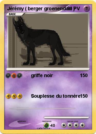 Pokemon Jérémy ( berger groenendael )