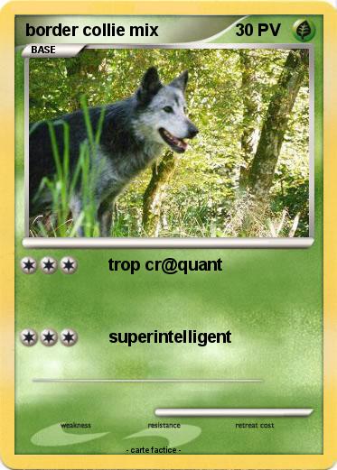 Pokemon border collie mix