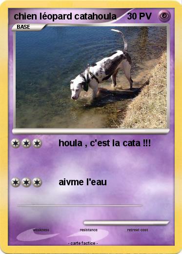 Pokemon chien léopard catahoula