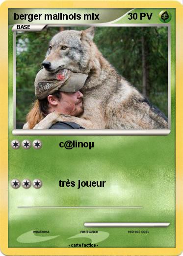 Pokemon berger malinois mix