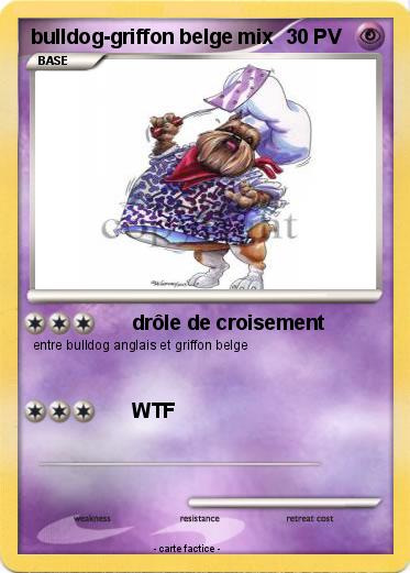 Pokemon bulldog-griffon belge mix