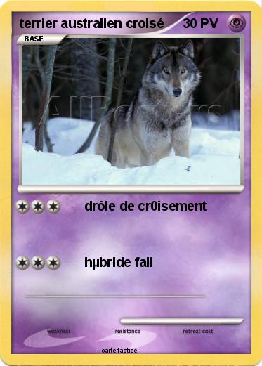Pokemon terrier australien croisé