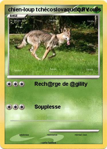 Pokemon chien-loup tchécoslovaque qui cours