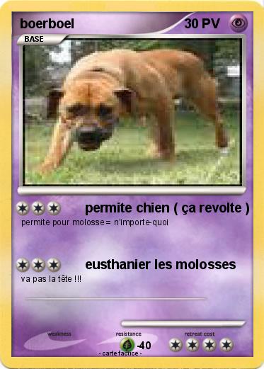 Pokemon boerboel