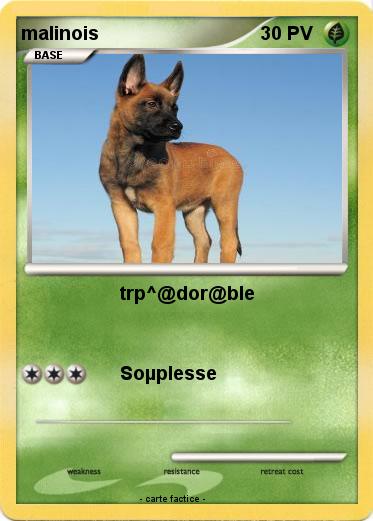 Pokemon malinois