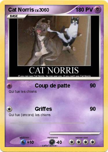 Pokemon Cat Norris