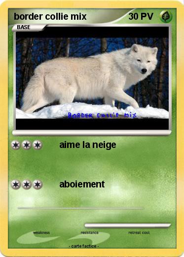 Pokemon border collie mix