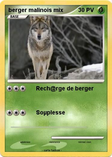 Pokemon berger malinois mix