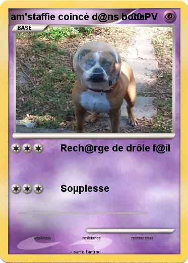 Pokemon am'staffie coincé d@ns bocal