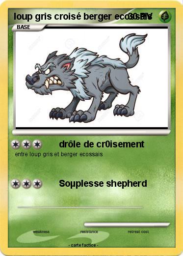 Pokemon loup gris croisé berger ecossais
