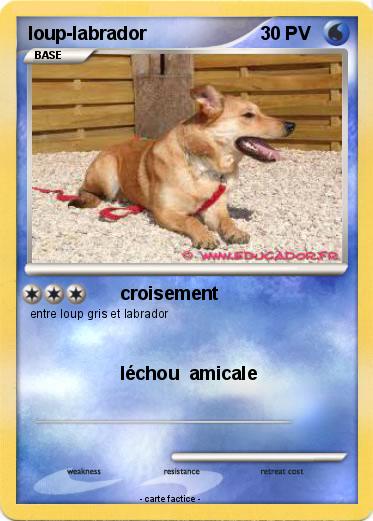 Pokemon loup-labrador