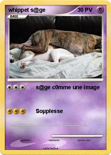 Pokemon whippet s@ge