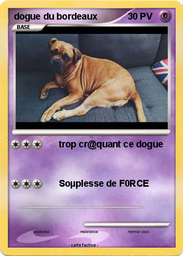 Pokemon dogue du bordeaux