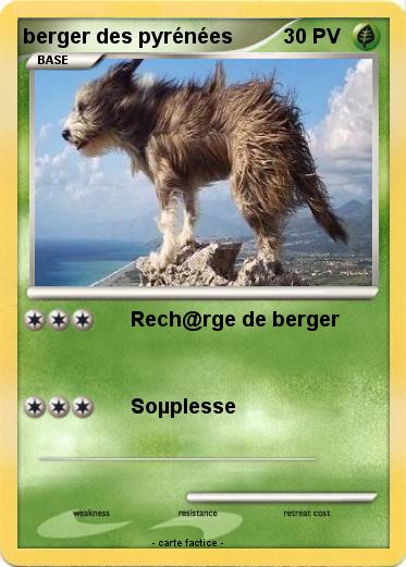 Pokemon berger des pyrénées
