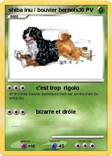 Pokemon shiba inu / bouvier bernois