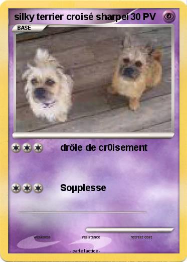 Pokemon silky terrier croisé sharpei