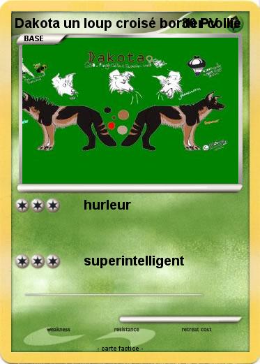 Pokemon Dakota un loup croisé border collie