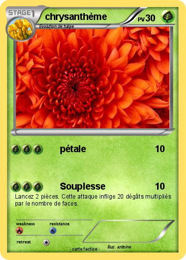 Pokemon chrysanthème