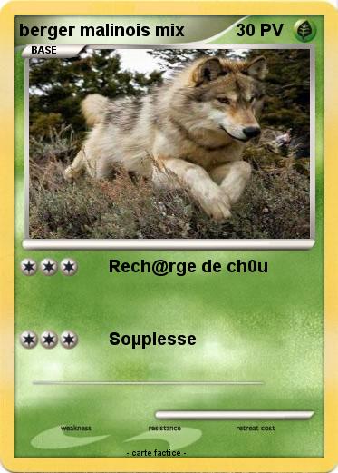 Pokemon berger malinois mix