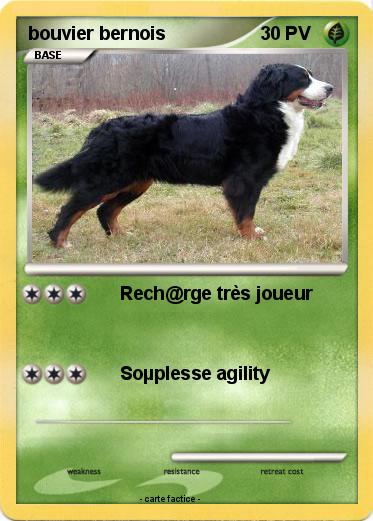 Pokemon bouvier bernois