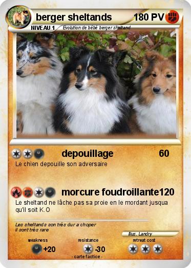 Pokemon berger sheltands