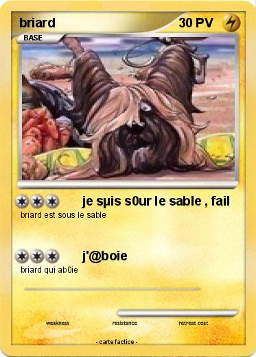 Pokemon briard