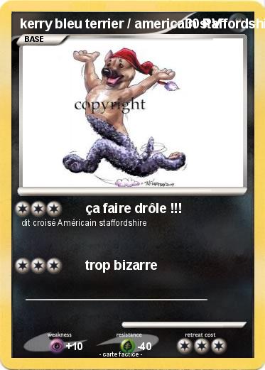 Pokemon kerry bleu terrier / americain staffordshire