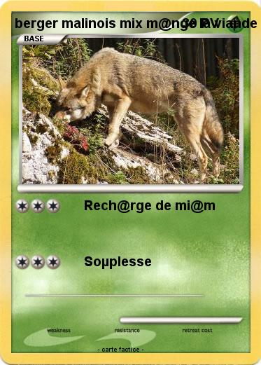 Pokemon berger malinois mix m@nge la viande