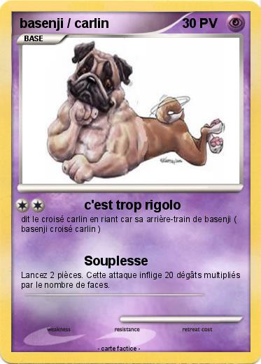 Pokemon basenji / carlin