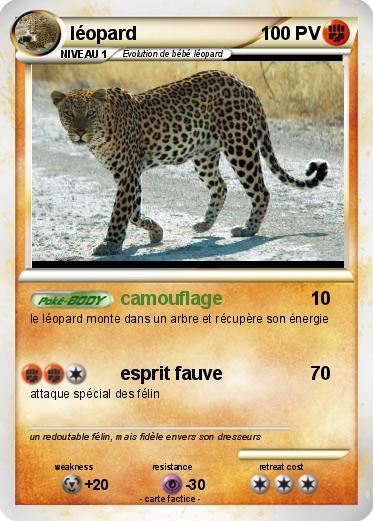Pokemon léopard