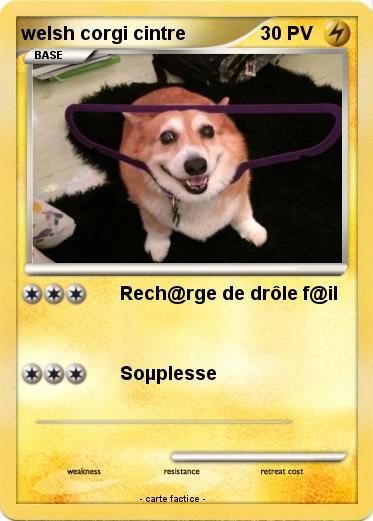 Pokemon welsh corgi cintre