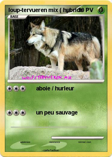 Pokemon loup-tervueren mix ( hµbride