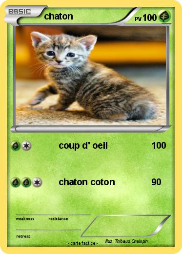 Pokemon chaton