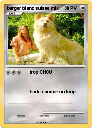 Pokemon berger blanc suisse mix