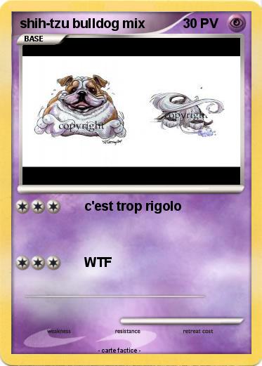 Pokemon shih-tzu bulldog mix