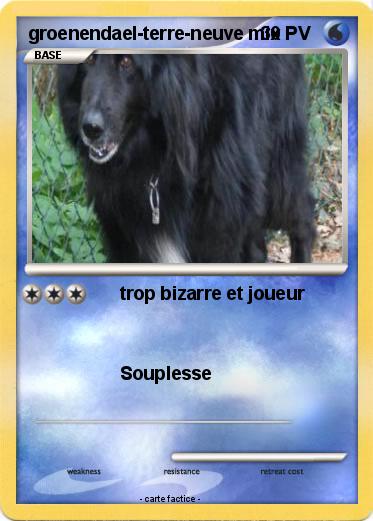 Pokemon groenendael-terre-neuve mix
